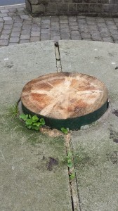 A Sorry Looking Maypole Stump